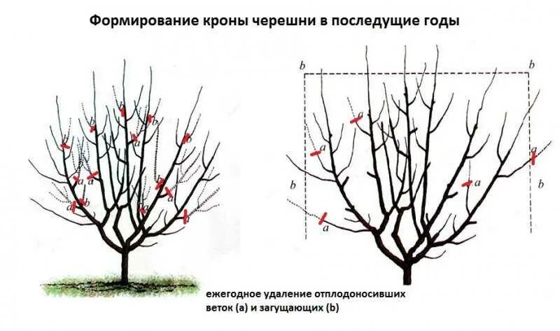 Через сколько лет плодоносит вишня. Схема обрезки черешни осенью. схема обрезки черешни летом. весенняя обрезка черешни схема. схема обрезки черешни весной.