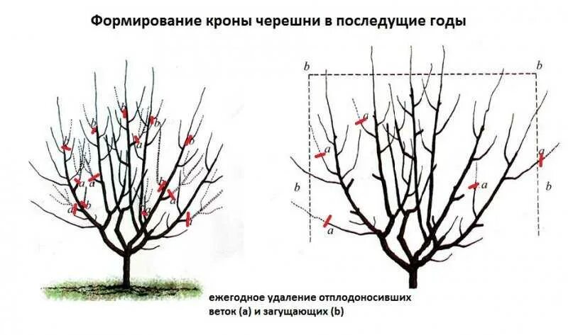 Можно ли посадить вишню. Схема обрезки черешни весной. Схема обрезки черешни летом. Обрезка черешни весной схема. Весенняя обрезка черешни схема.