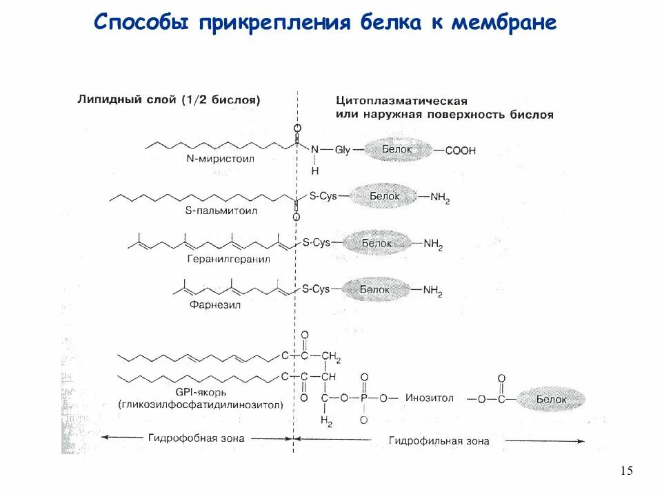 Биохимия мембран. Белки мембран биохимия. Прикрепление белков к мембране. Структура олигосахаридных цепей гликолипидов. Боковые цепи белков.