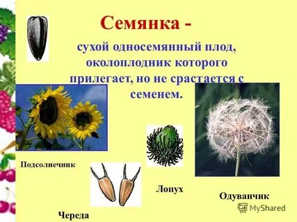 Плод семянка какое семейство