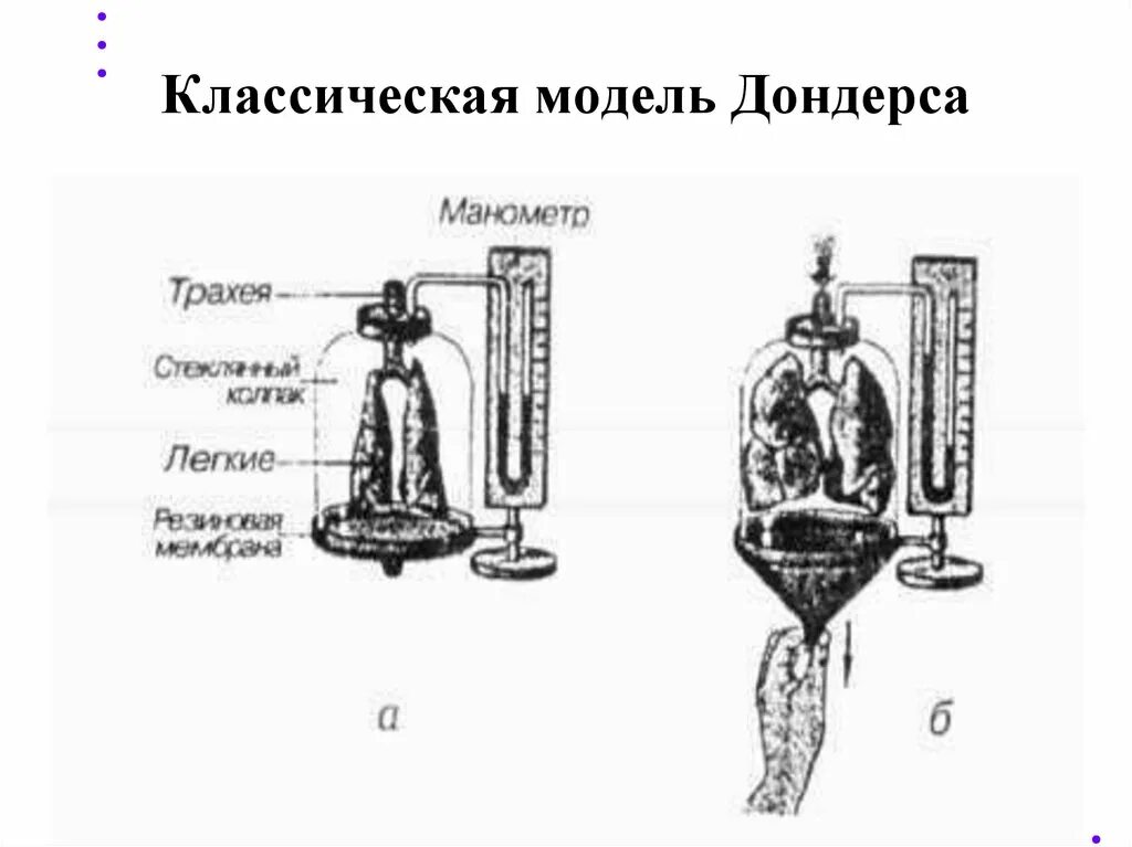 Модель дыхания Дондерса. Модель Дондерса биология 8 класс. Внешнее дыхание модель Дондерса. Модель Дондерса механизм вдоха и выдоха физиология.