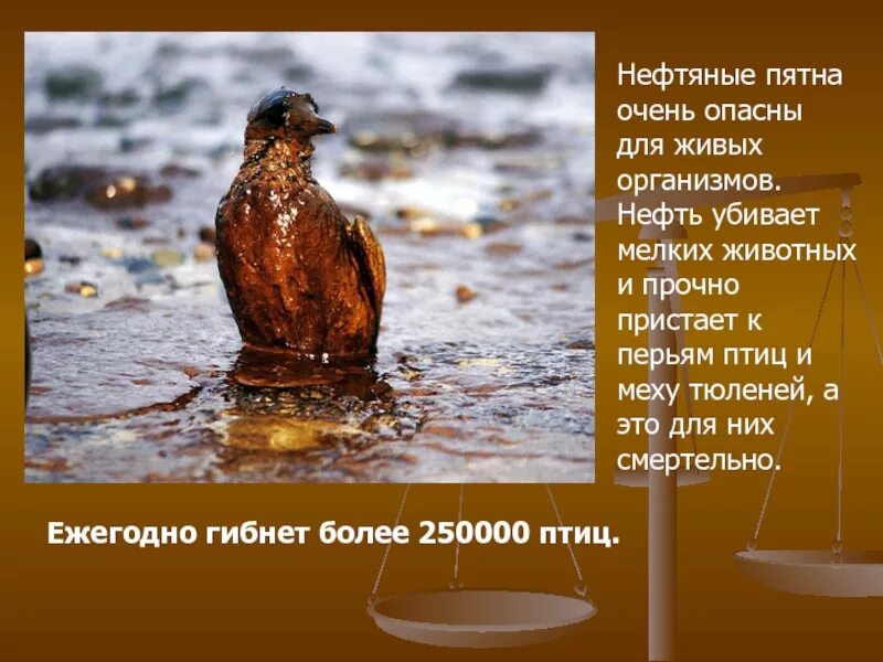 Ежегодно гибнет. Влияние нефти на птиц. Разлив нефти птицы.