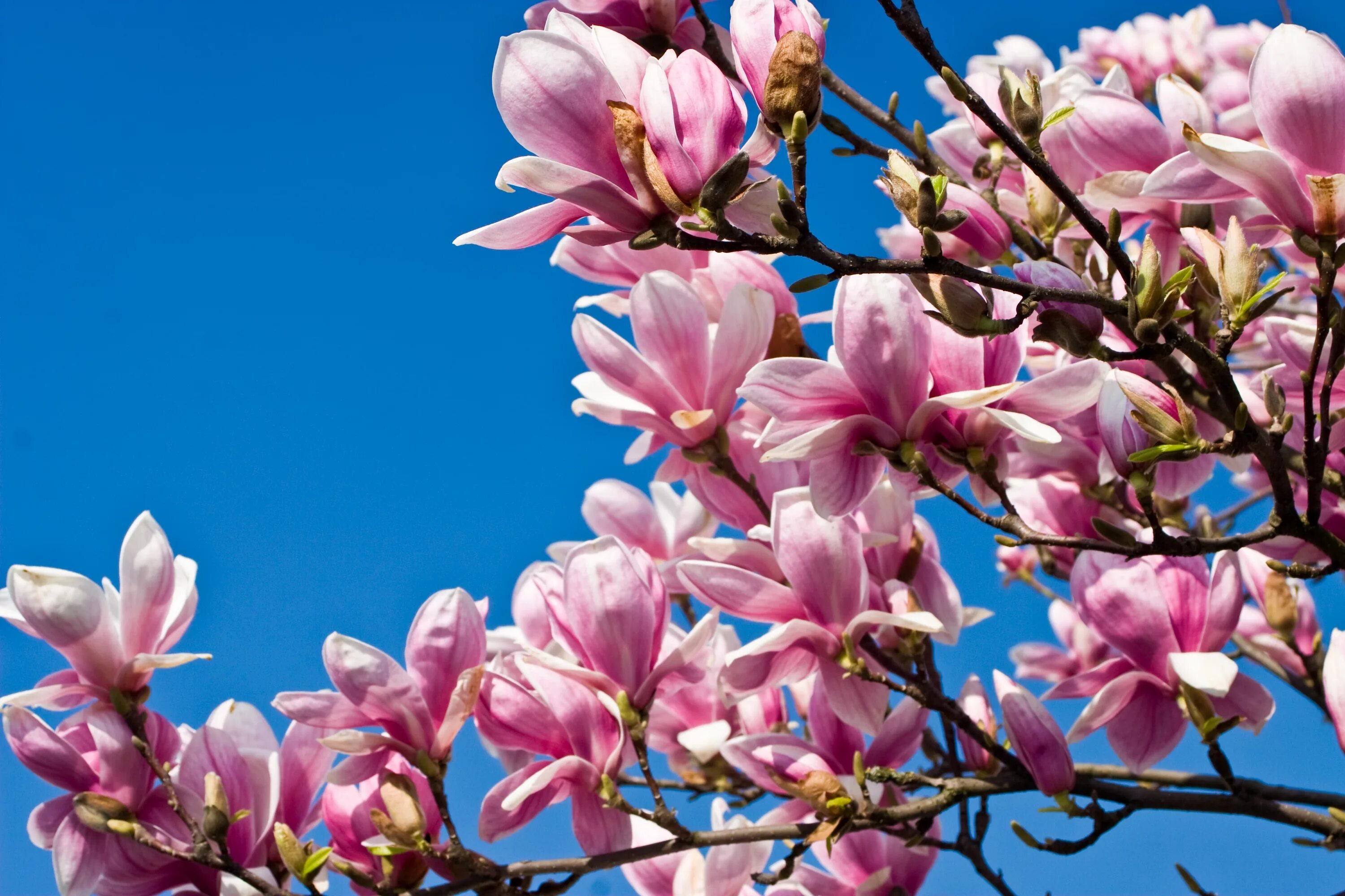 Tulip tree