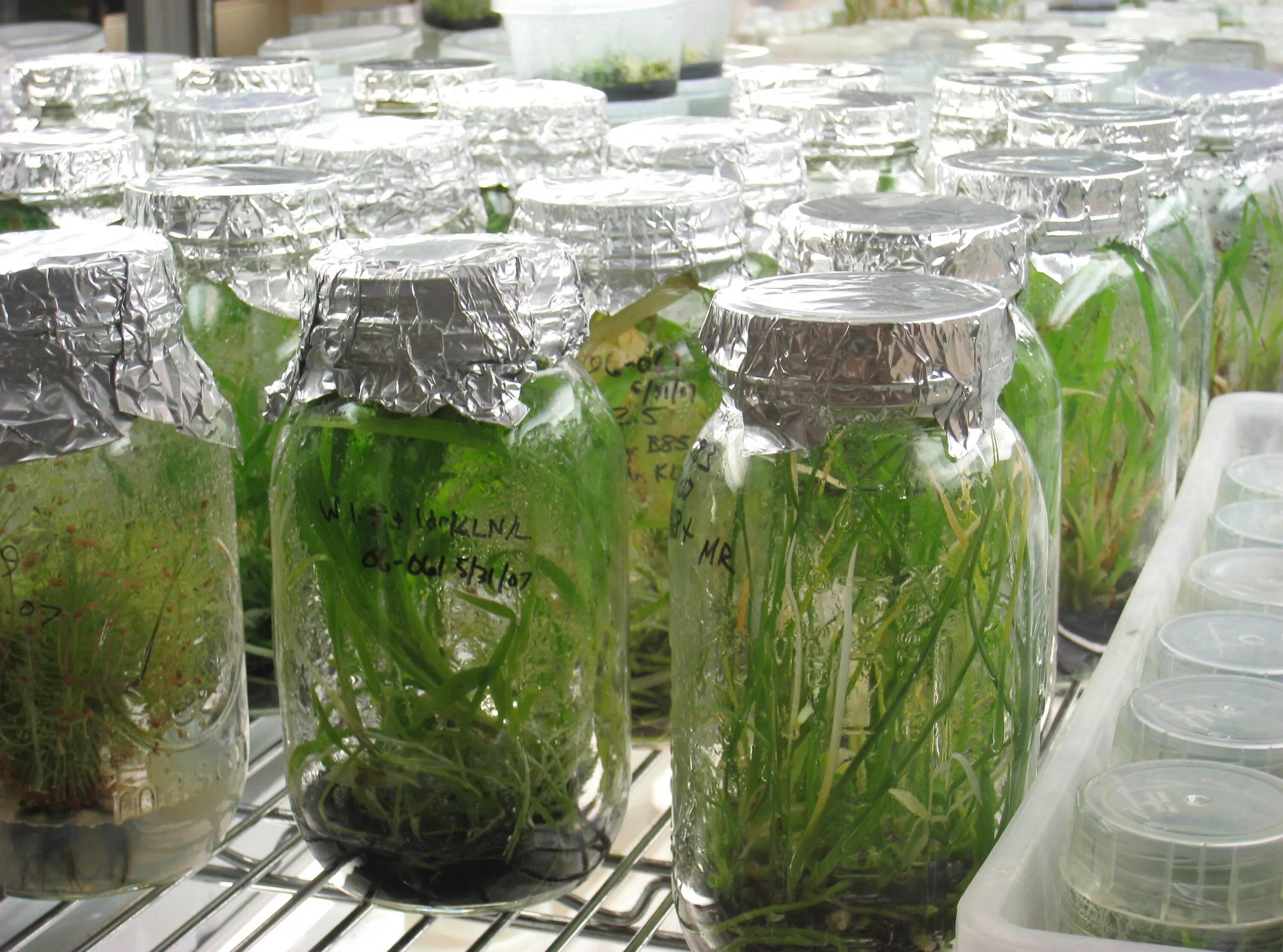 In vitro растения. Клонирование растений. Культивирование растений. Лаборатория растений.