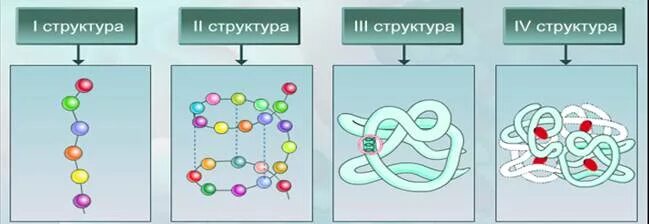 БЕЛКИ БЕЛКИ БЕЛКИ Протеиногенные аминокислоты