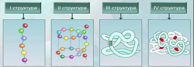 Уровни организации белковой молекулы рисунок. Уровни организации белковой молекулы схема. Уровни организации белковой. 4 Уровня структурной организации белков. 4 организации белка