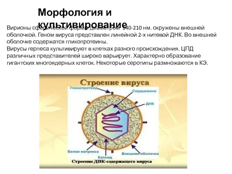 Строение герпеса. Структурные элементы вириона герпесвирусов. геном вируса герпеса. культивирование вируса герпеса. вирусы герпеса культивируют.