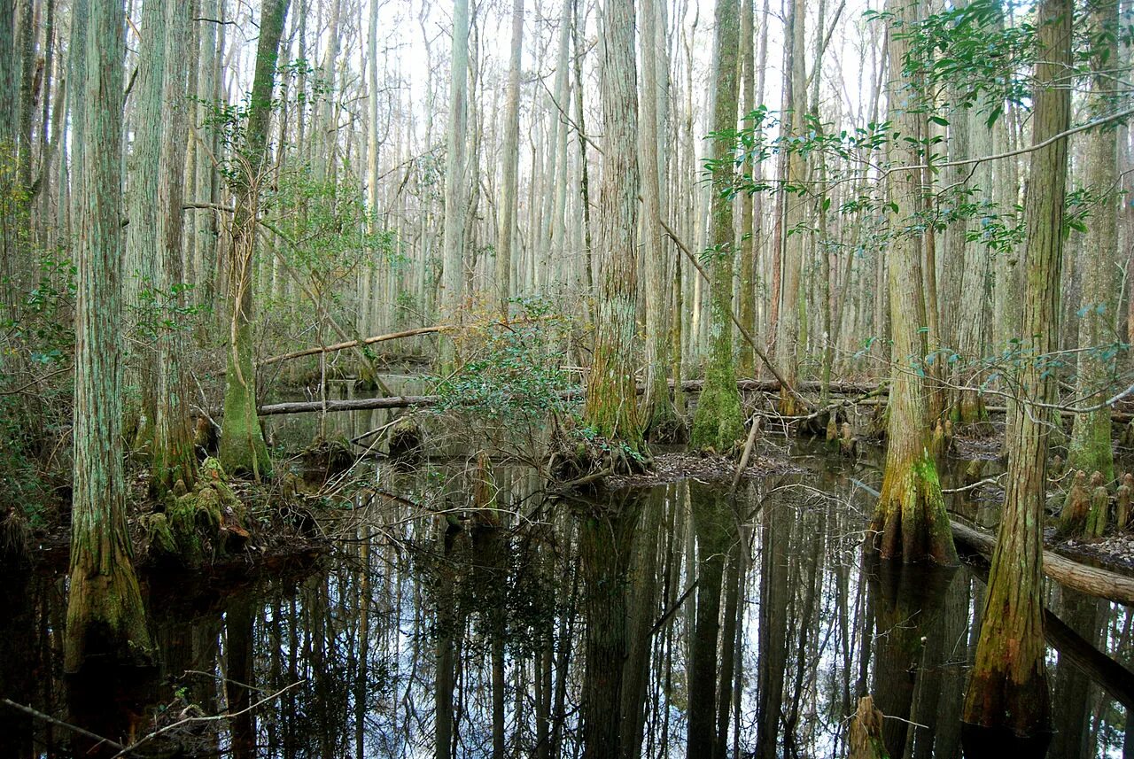 Село константиново рязанская область. Топи до болота. Топи да болота синий плат небес есенин. Болота зауралья. Стихотворение есенина топи да болота синий плат небес.