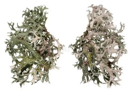 Gray moss