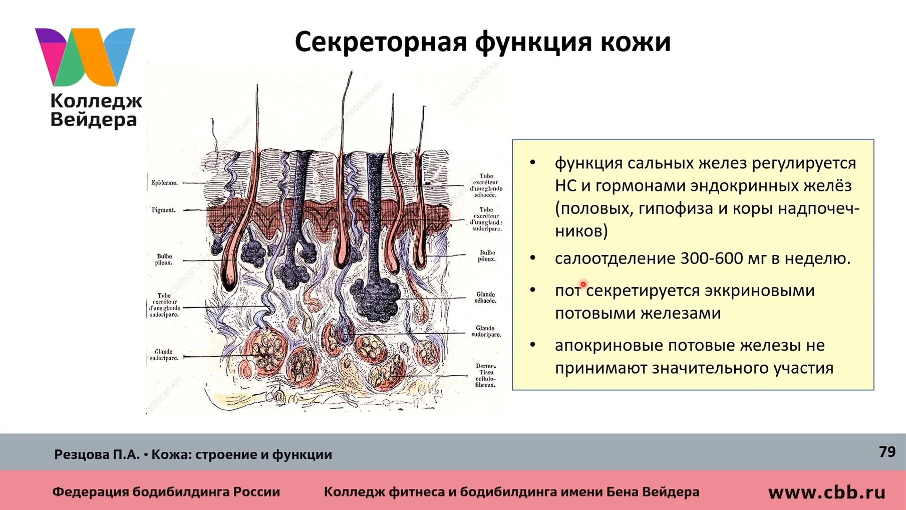 Строение кожи и ее функции. Строение кожи и ее функции