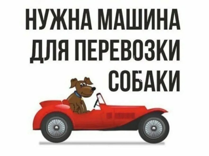 Срочно нужна машина. Нужна помощь машиной. Автоволонтер. Нужна помощь транспортом. Нужна помощь машиной.