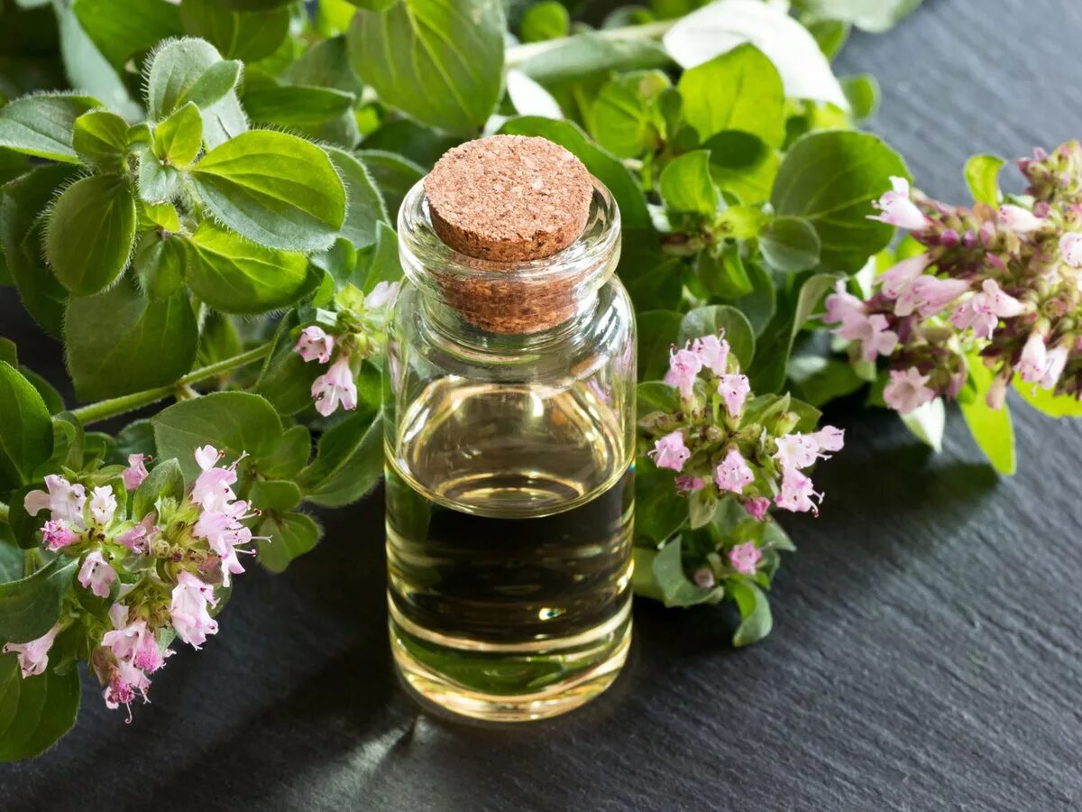 Масло душицы орегано. Орегано (душица). Масла душицы Oregano Essential Oil. Орегано ДОТЕРРА. Масло орегано применение