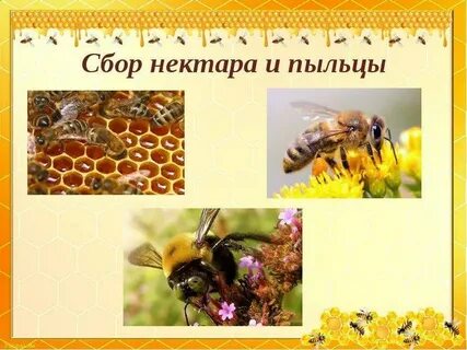 Пчела пословицы