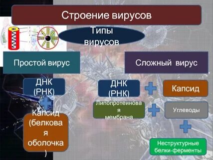 Жизнь вирусов