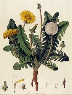 Botany