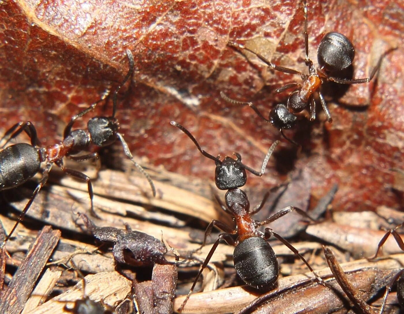 Муравьиный вид. Красногрудый муравей-древоточец. Муравьи жнецы самец. Муравей-древоточец пенсильванский. Чёрный муравей-древоточец.