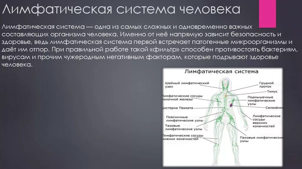 К лимфатическим узлам относится. Лимфатическая система человека. Паховые лимфатические узлы. Поверхностные паховые лимфатические узлы. Лимфатическая система таблица.