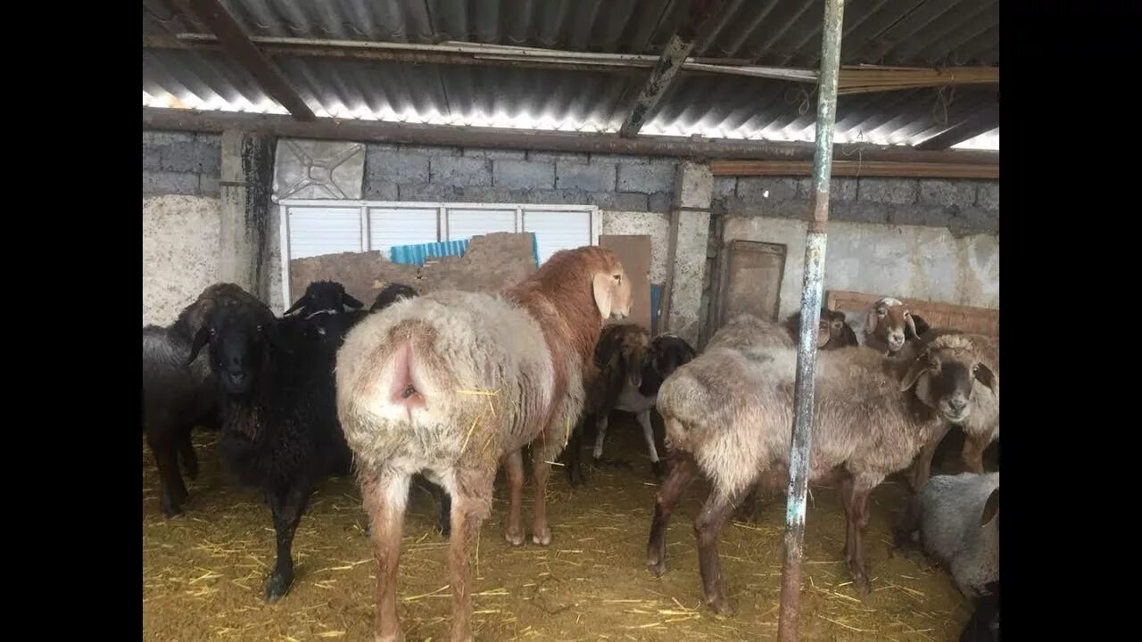 Баран 2 года. Муфлон и кулан. Овца с рогами. Fjfy. Мэнский лохтан овцы.