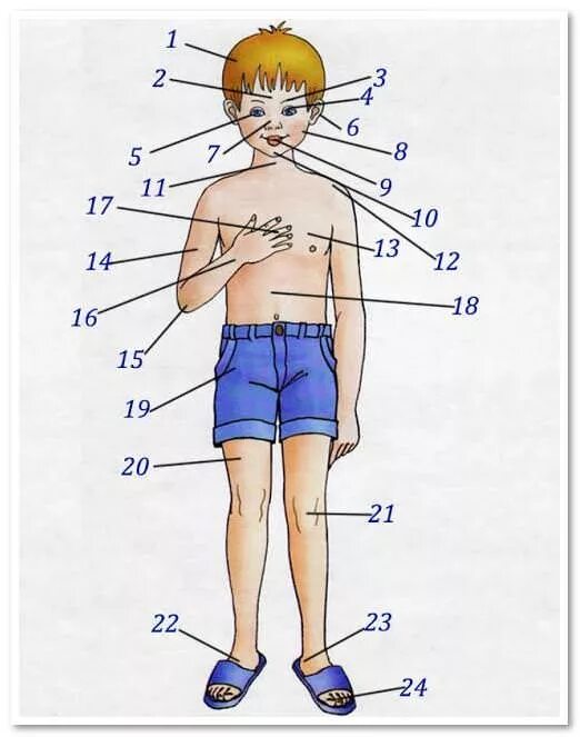 Выберите части тела человека. Части тела человека. Части тела с названиями для детей. Тело человека рисунок части тела. Подписать части тела.