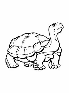 Turtle coloring pages, Animal coloring pages, Free printable coloring pages