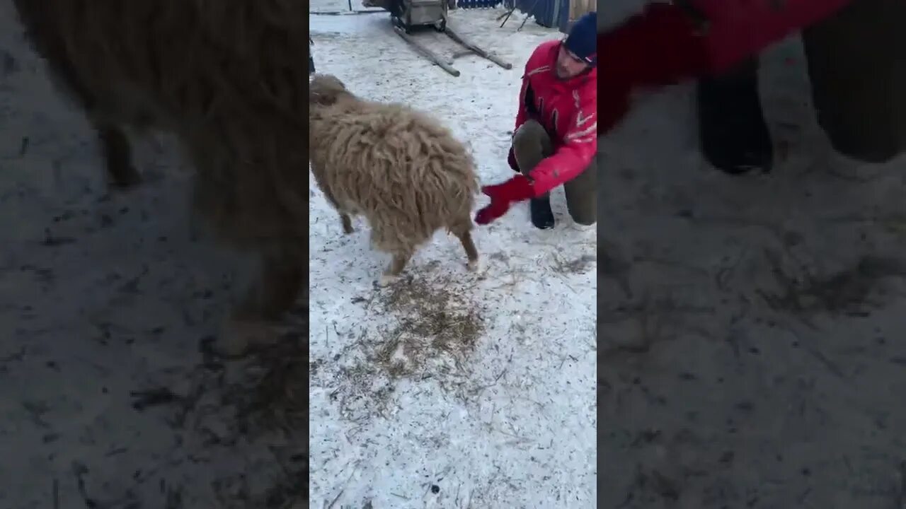 барашек рокки. барашек шон уоллес. барашек шон. барашек рокки. барашек рокки.