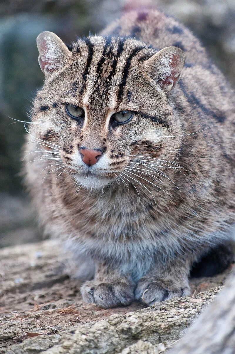 Виверровый кот. Виверровый кот рыболов. Дикий кот. Дикие горные кошки.