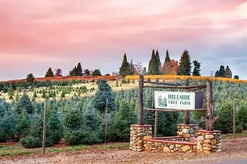 Tree farm