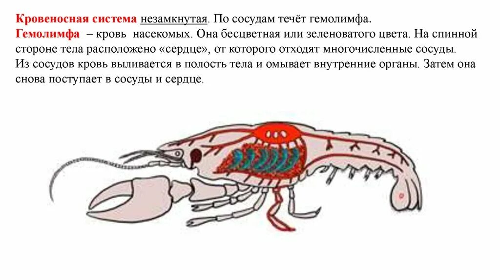 Зеленая железа у ракообразных. Выделительная система ракообразных. антеннальные железы у ракообразных. выделительная система ракообразных 7 класс биология. выделительная система система у ракообразных.