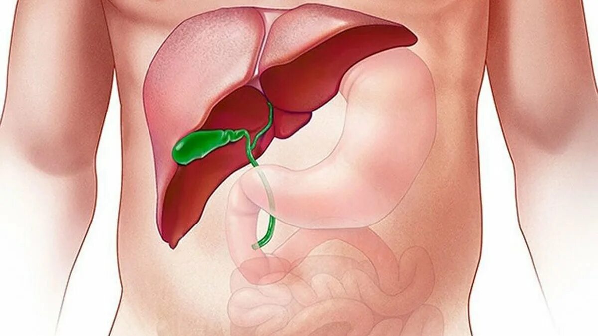 Печень у человека расположена. Печень и желчный пузырь. Желчный пузырь расположение. Печень и желчный расположение. Желчный пузырь картинка.