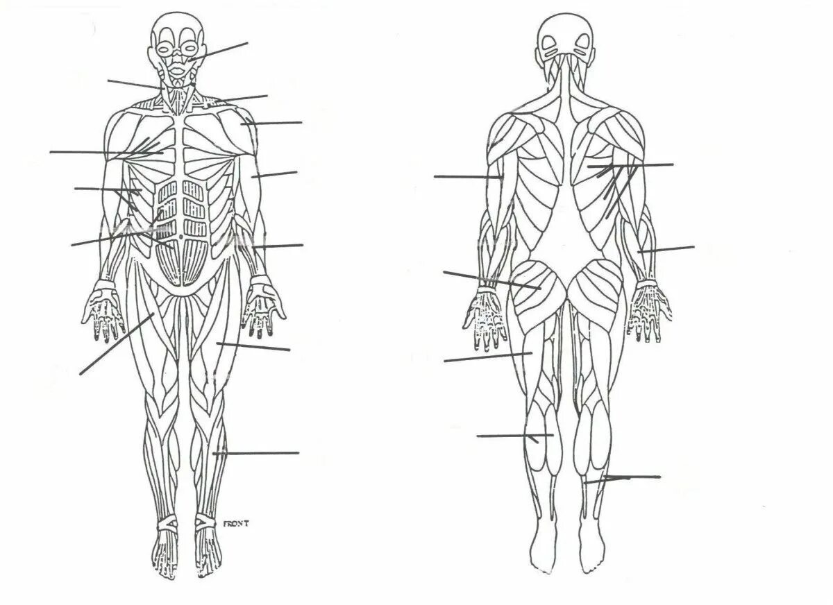 Схема человека. Мышечная система схема. Мышечная система человека схема рисунок. Скелетные мышцы анатомия. Мышцы человека спереди и сзади рисунок.