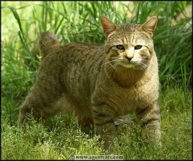 Бойцовская кошка