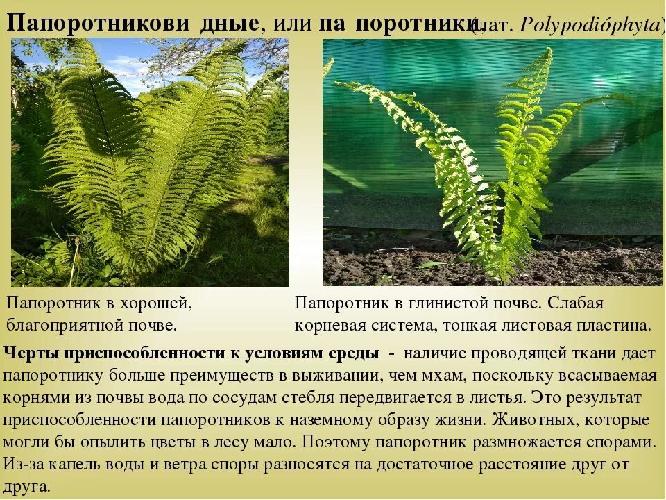 Значение папоротников в жизни природы. Приспособленность папоротника к среде обитания. Приспособления папоротника. Папоротник приспособление к среде. Характеристика папоротников.