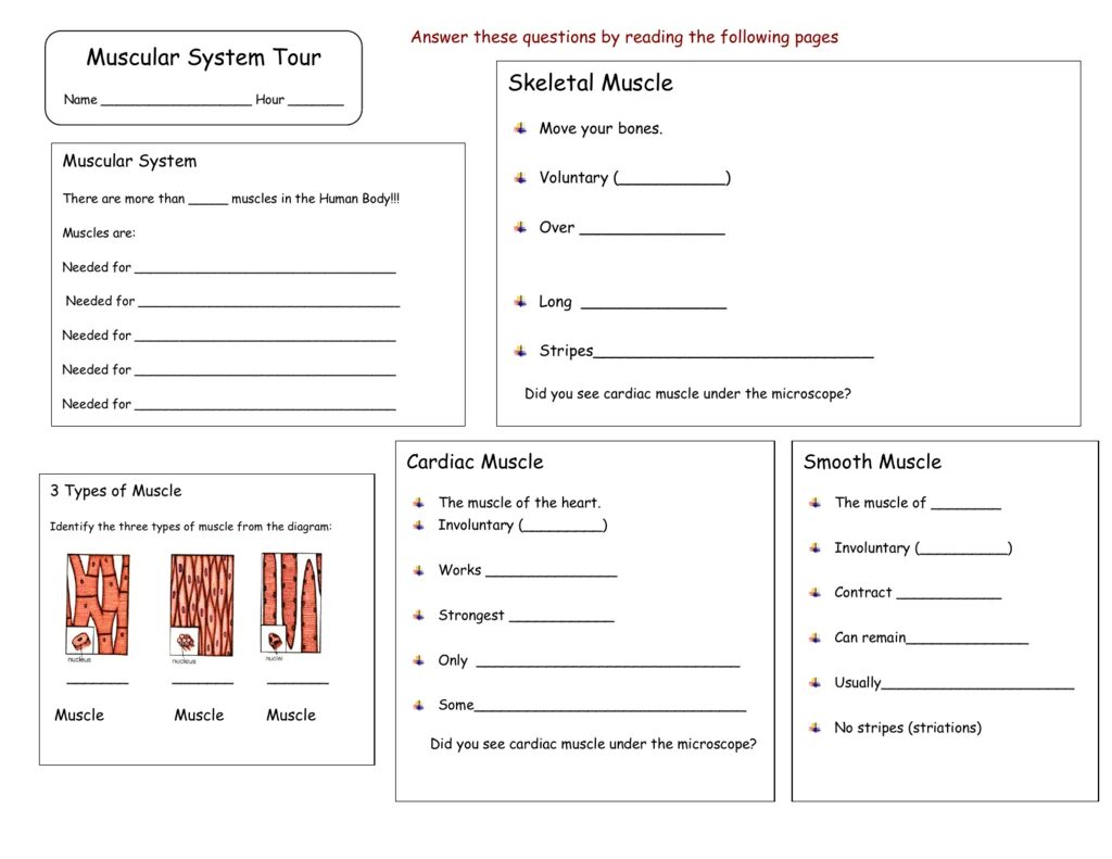 The word muscle. Muscles worksheets. muscular system worksheet. structure of the muscles worksheet. muscular system for kids worksheet.