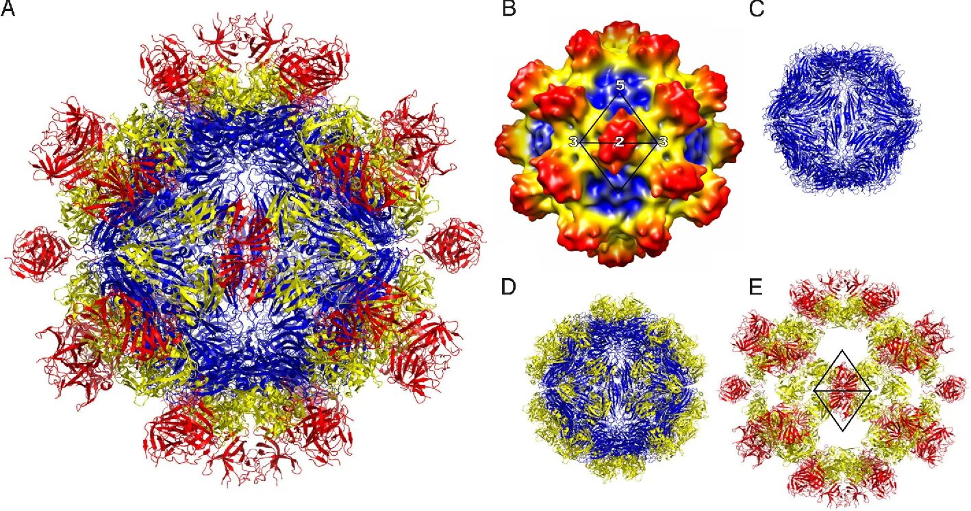 Hcv rna. Вирусы семейства Caliciviridae. Гепатит е. Кристаллы вирусов. Hepatitis e virus structure.