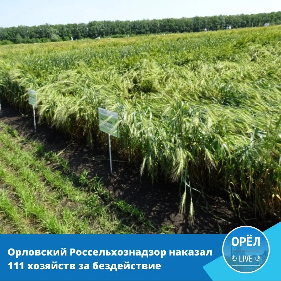 Сайт россельхознадзора по орловской и курской. Россельхознадзор Орел. Россельхознадзор по Орловской и Курской областям. Россельхознадзор Орел фото. Ту Россельхознадзора по Орловской и Курской областям.