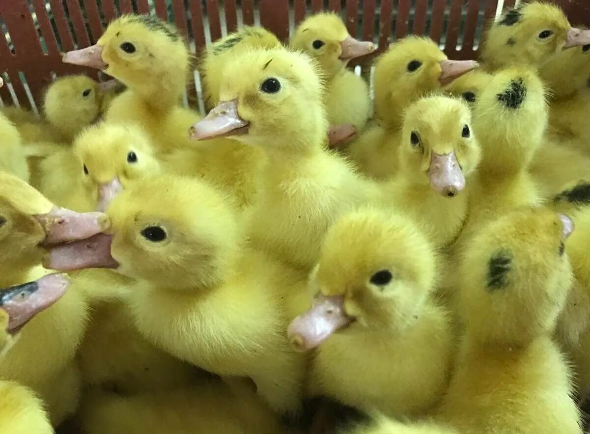 Муларды суточные. Суточные утята муларды. Муларды суточные. Цыплята муларды. Хохлатые муларды.
