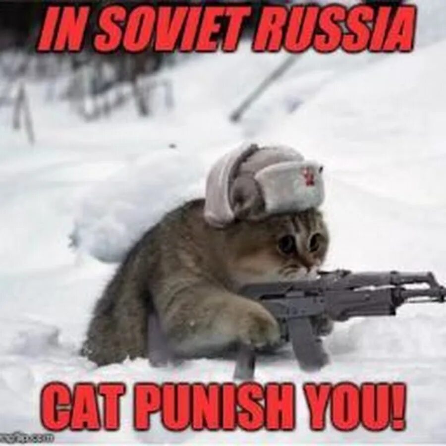 Россия кэт. Soviet Cat meme. Soviet Russia Cat. Кошка СССР. Badass Cat with a Gun.