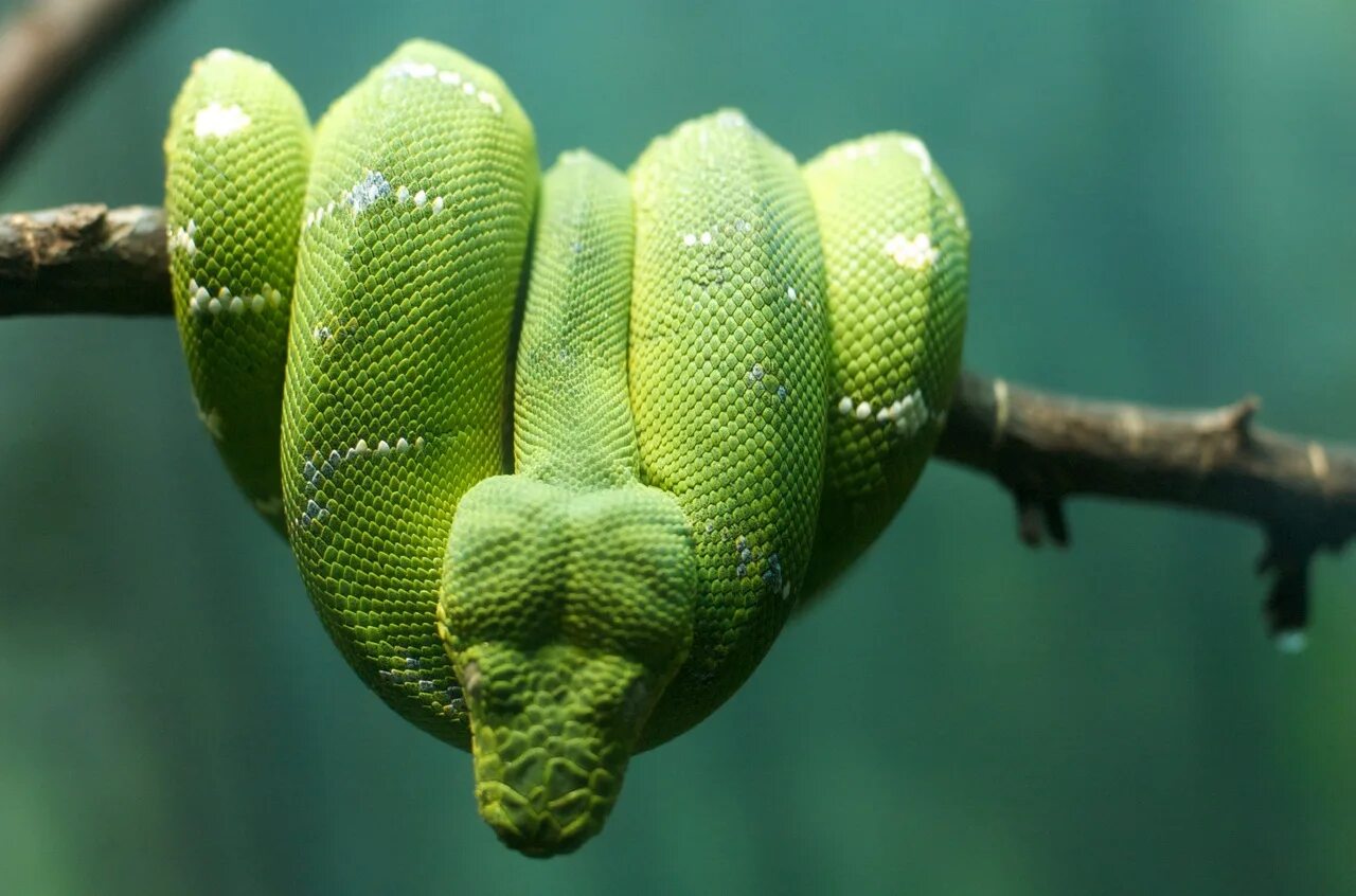 Corallus caninus. Собакоголовый удав. Собакоголовый питон. Собакоголовый удав и зеленый питон. Собакоголовый древесный боа.