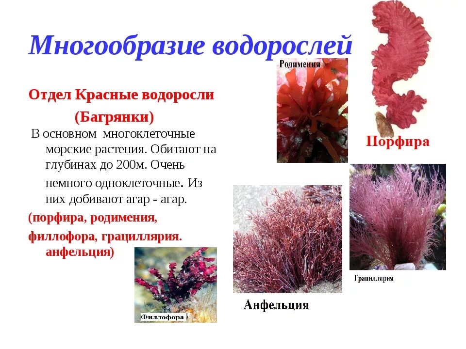 Отдел красные водоросли багрянки. Порфира Филлофора. Багрянка, красные водоросли, Rhodophyta.. Багрянки водоросли строение.