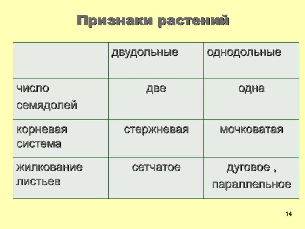 Какое число семядолей у однодольных растений