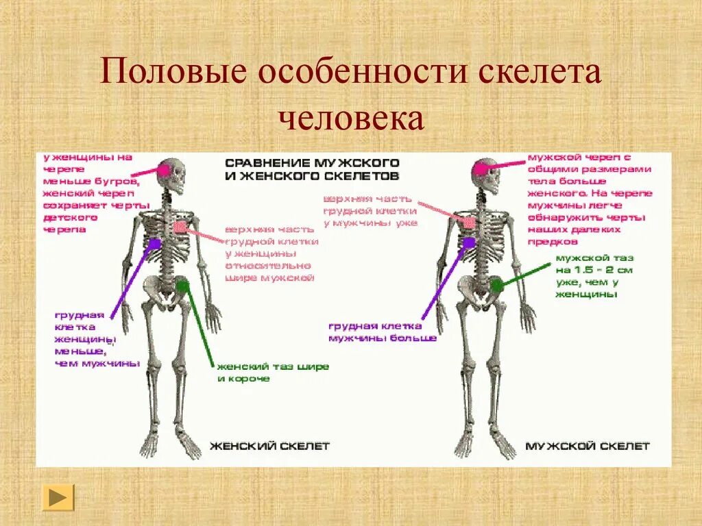 Половые различия в строении скелета. Характеристика скелета человека. Скелет человека различия. Строение скелета человека мужчины и женщины.