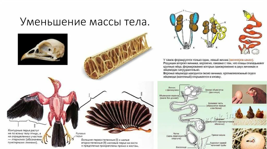 Какие у птиц сформировались приспособления. Какие у птиц сформировались приспособления