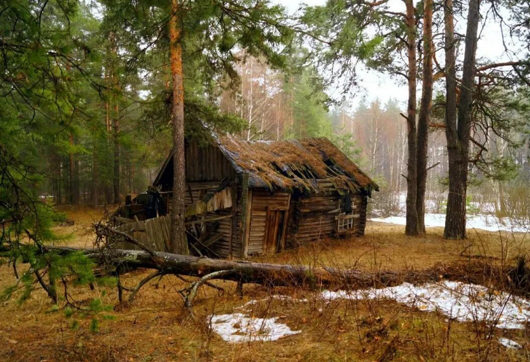 Жизнь отшельника в тайге. Жизнь в глухом лесу. Домик лесника заброшенный. Заимка тайга избушка сибирь. Жизнь в глухом лесу.