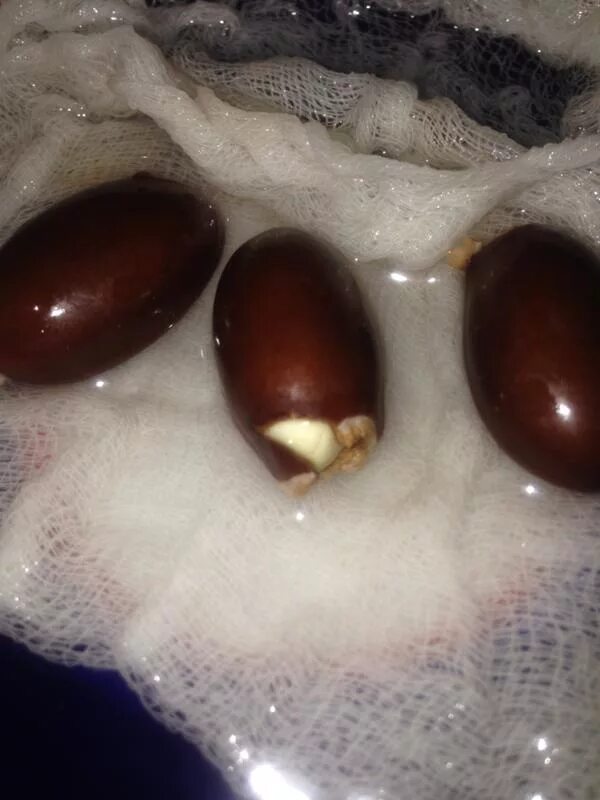 Как вырастить семена личи. Косточка личи прорастить. прорастить семечко личи.