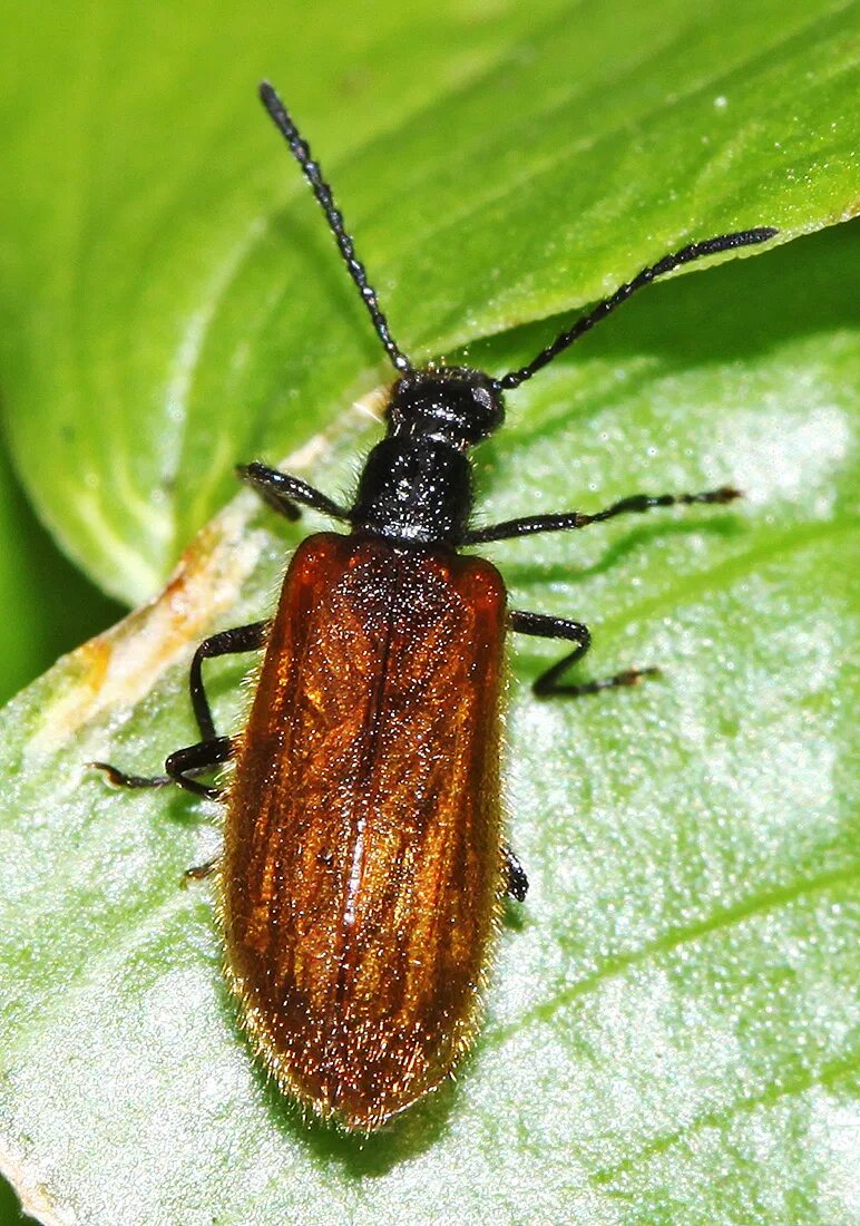 Мохнатка дома. Жук Lagriidae. Lagria laticollis. Бронзовая мохнатка Жук. Мохнатка насекомое.