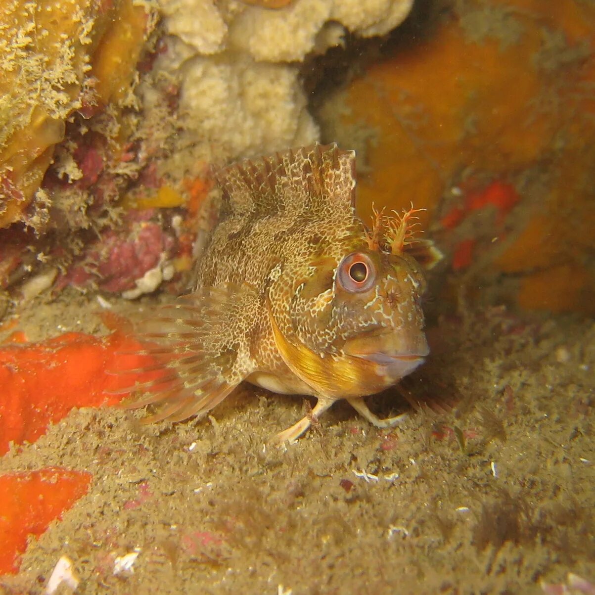 Parablennius sanguinolentus. Японская мохоголовая собачка. Морская собака экскурсии. Дальневосточный морской заповедник мохнатоголовые морские собачки. Японская мохнатоголовая собачка рыба.