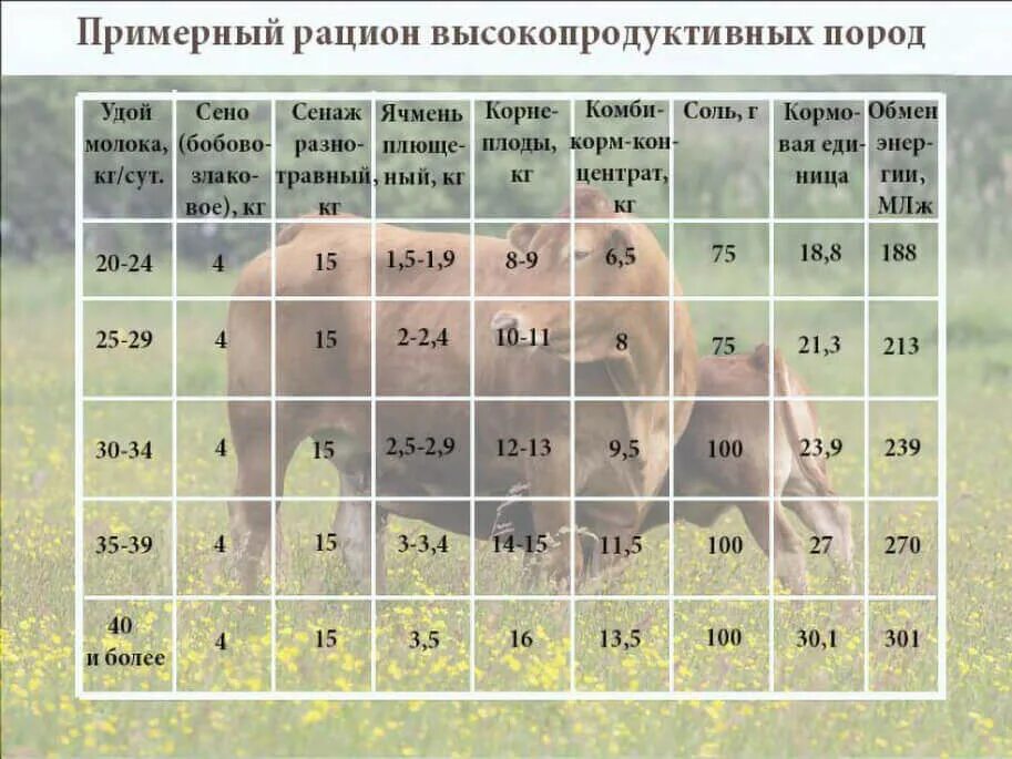 Кормовая таблица для крс. Рацион крс дойных коров. рацион кормления сухостойных коров. рацион лактирующих коров. нормы кормления дойных коров.