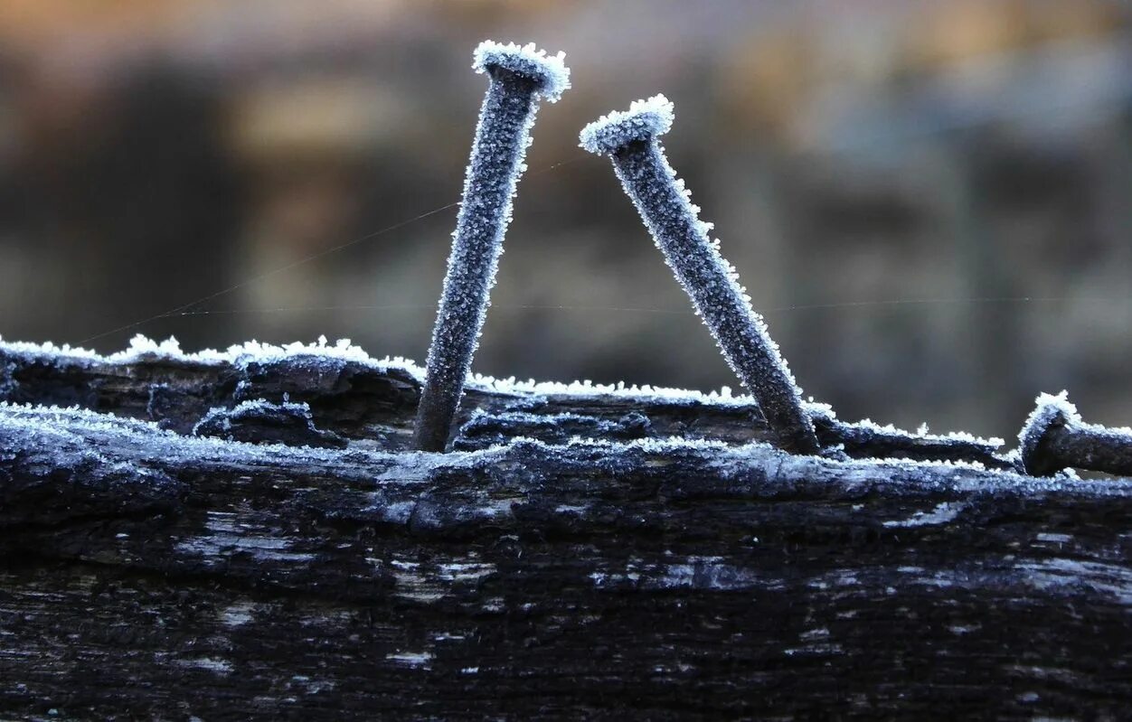 Природа макро. Природа макро. Крепеж для искусственного газона. Гвозди трава. Скобы для искусственной травы.