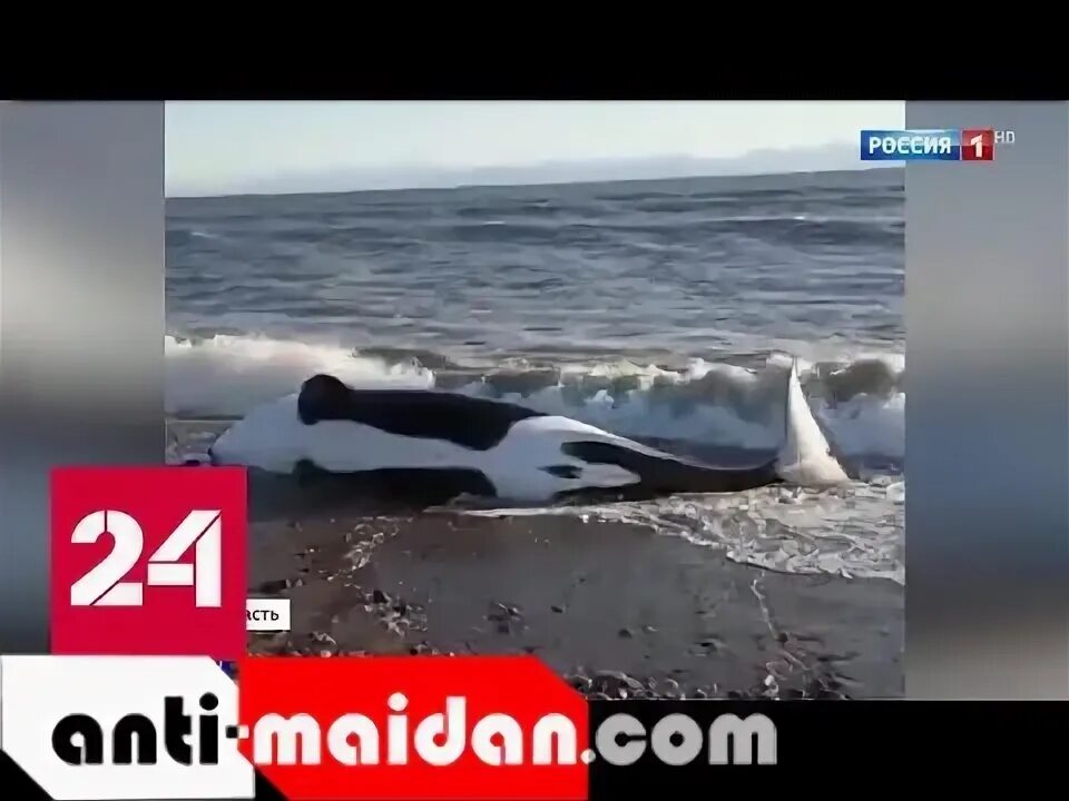 Касатки в ловушке. Спасли касатку. Белуха и касатка. Спасение касаток в японии. Что стало с касатками застрявшими.