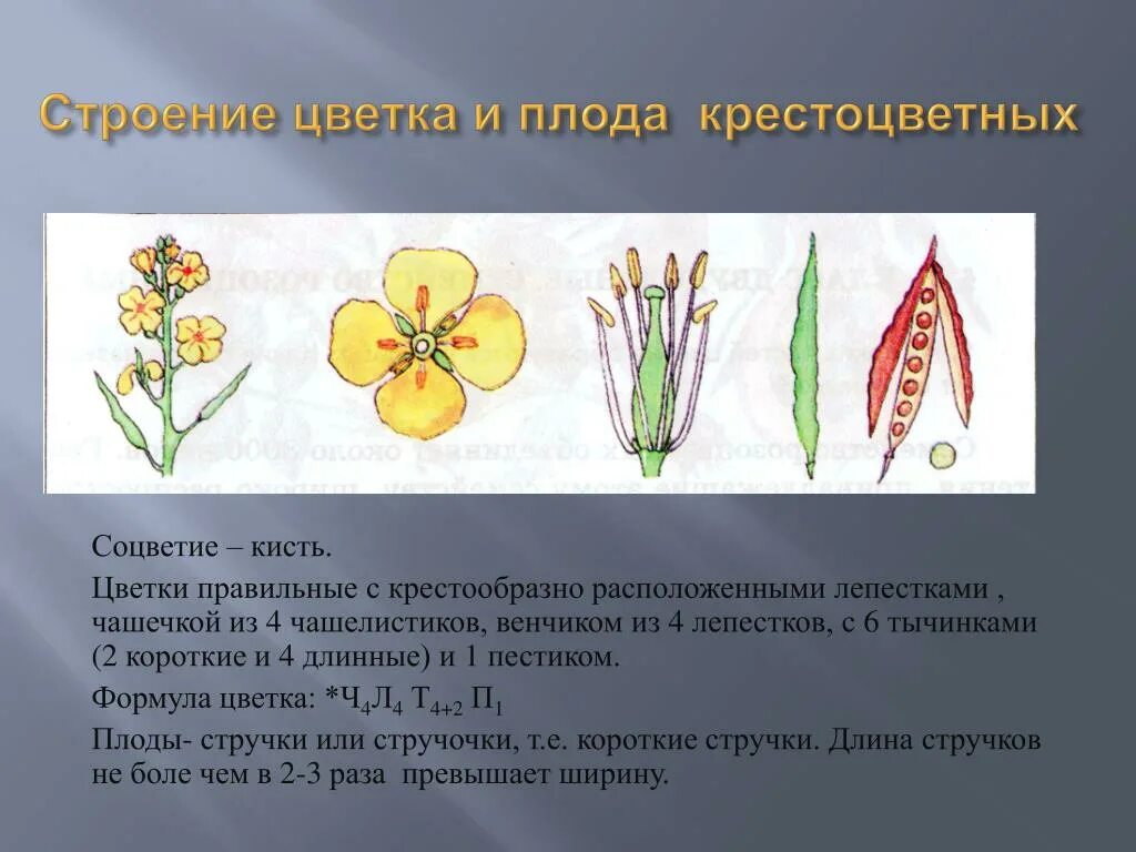 Редька Дикая семейство крестоцветные. Цветок и плод дикой редьки рисунок. Строение цветка и плода дикой редьки. Венчик крестоцветных. Строение цветка соцветие 6 класс